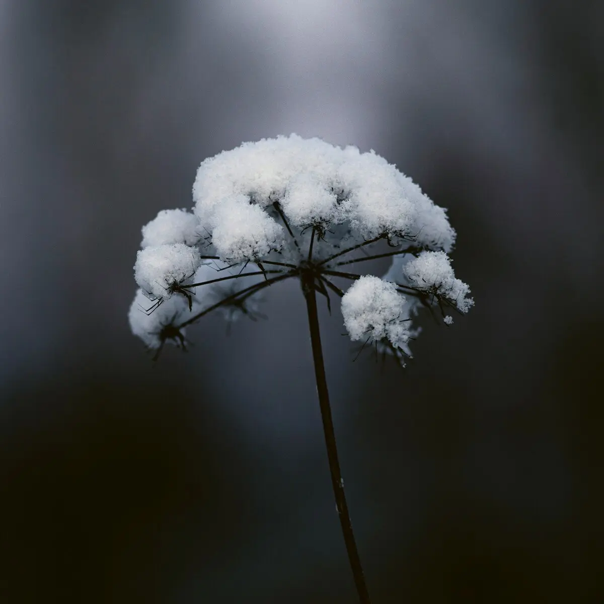 Benvenuto Fall Winter 2025 winter flower